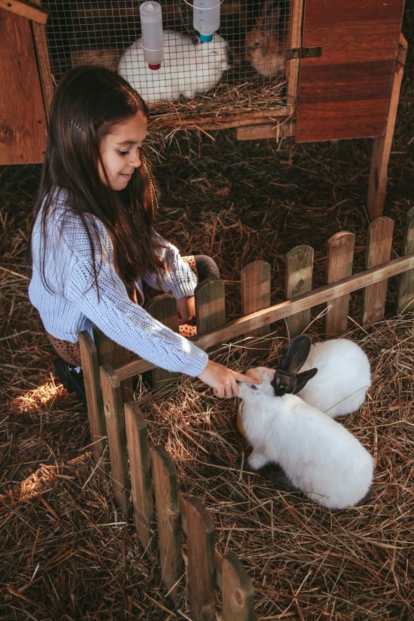 little girl feed a carrot in the garden of a rabbit. Children play with animals.